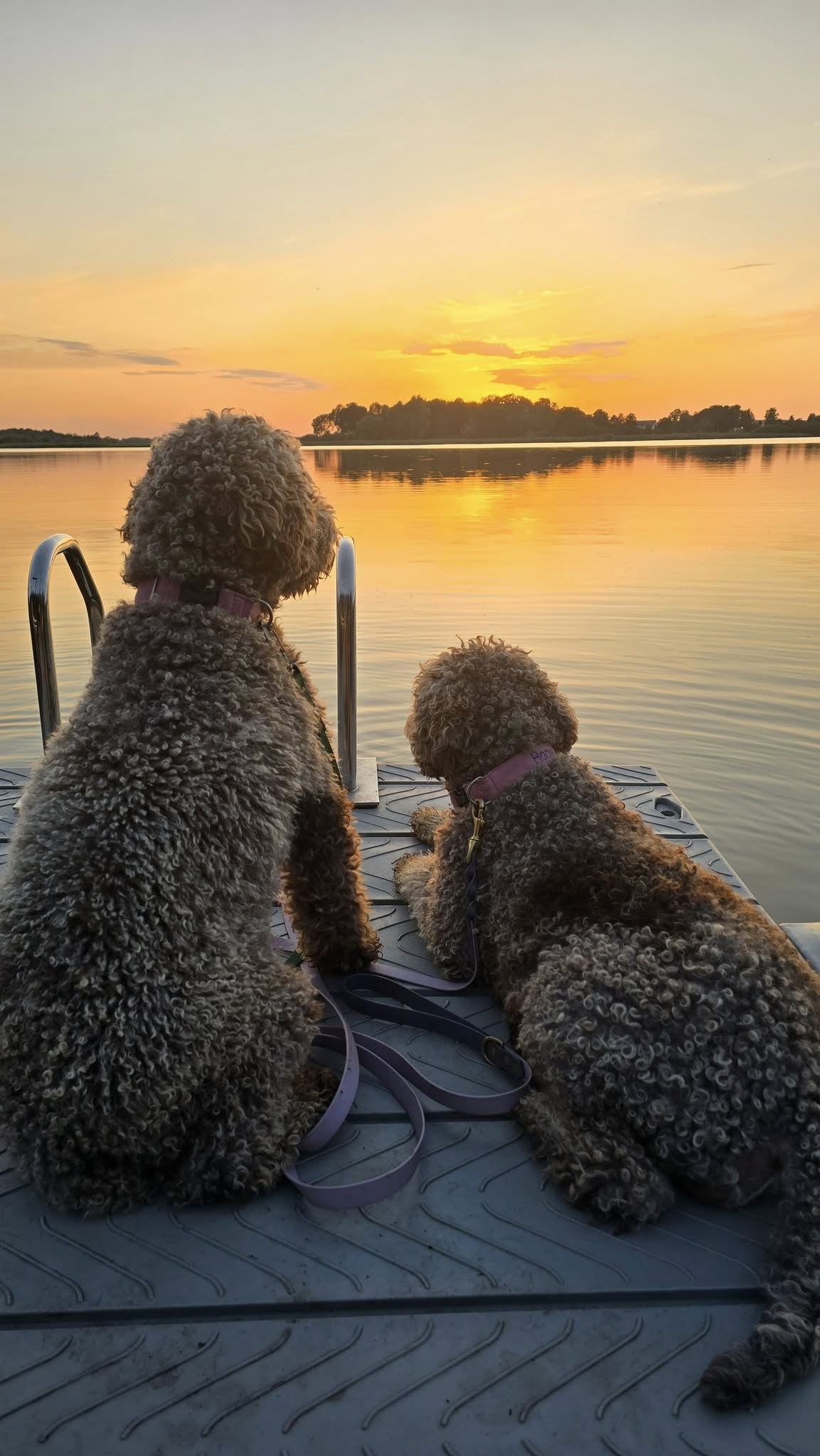 Lagotto Romagnolo 17
